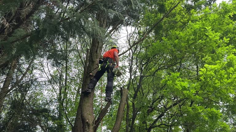Best Fruit Tree Pruning  in Mechanicville, NY