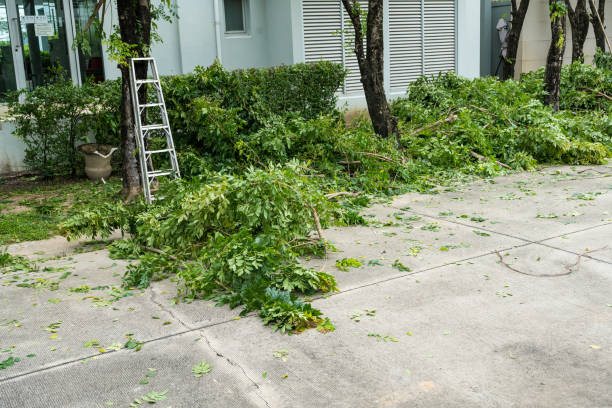 Best Stump Grinding and Removal  in Mechanicville, NY