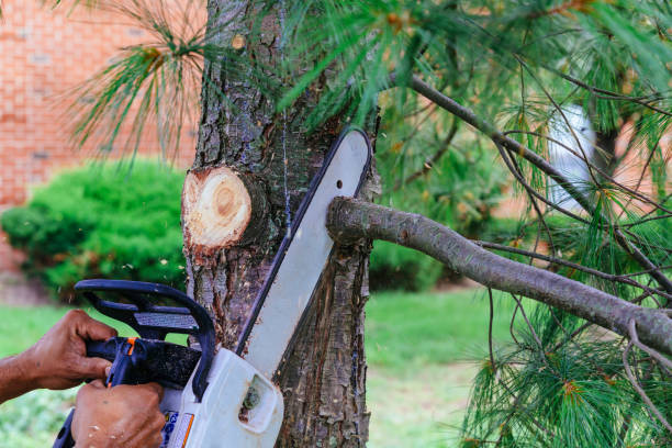 Best Hazardous Tree Removal  in Mechanicville, NY